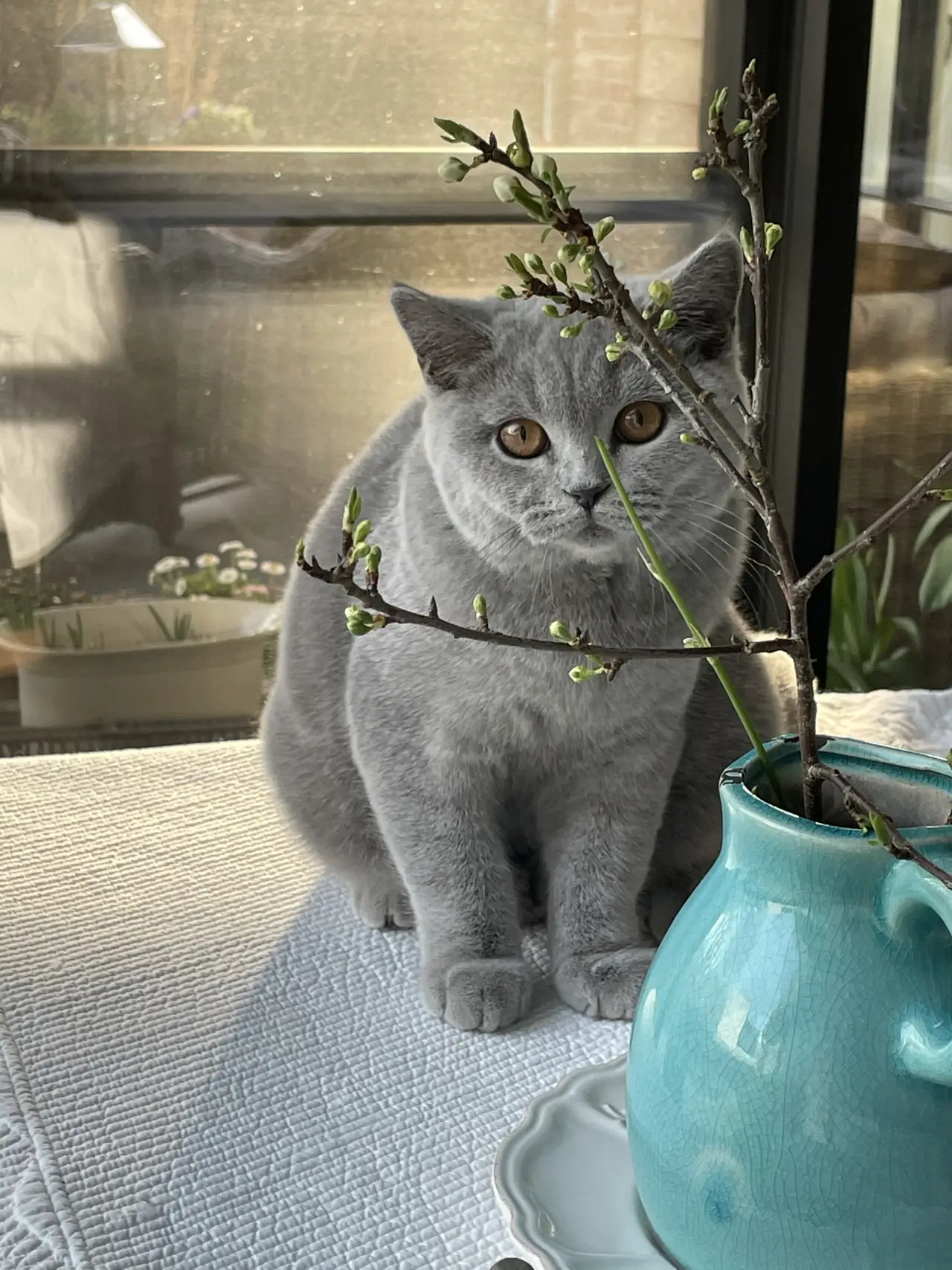 Loxley@Home - B&B Koksijde-Bad